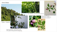 a collage of plants with the words vira vines