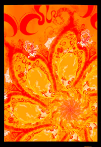 an orange flower with a black background